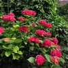 Green boutiQ - Hortensia - Hydrangea macrophylla Red - Voir les images du produit 6