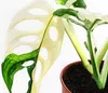 Dehner Fensterblatt, Monstera adansonii variegata, Produktbild-Vorschau 2