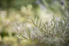 Hippophae rhamnoides, Sanddorn, 60–100 cm Produktbild-Vorschau 2