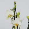 Schmetterlingsorchidee - Phalaenopsis Multiflora - Höhe Produktbild-Vorschau 3