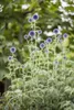 Echinops ritro, Kugeldistel, stahlblau, ca. 9x9 cm Topf Produktbild-Vorschau 5