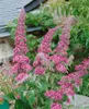 Buddleja davidii 'Pink Delight', Schmetterlingsflieder, Produktbild-Vorschau 11