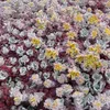 6 x rozchodník  - Sedum spathulifolium 'Purpureum'  | Náhľad obrázku produktu 2