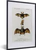 MuchoWow® MuchoWow® Gerahmtes Poster Fledermaus - Vintage - Produktbild-Vorschau 1