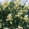 Flieder ´PRIMROSE´ 60-70 cm, Cont. 2,5 l Produktbild-Vorschau 4