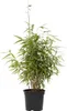 A potted bamboo plant against a white background. Produktbild-Vorschau