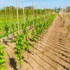 Dixiestore Bambusstäbe Set - Blumenstützen und Produktbild-Vorschau 9