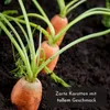 5 m de ruban de semences de carottes (Nantaise 2 - Daucus Voir les images du produit 3