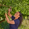 Gartenschere Premium Cut für frisches Holz Produktbild-Vorschau 4