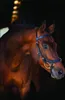 Horseware Ireland Zaum Micklem Rambo Multibridle Trense Produktbild-Vorschau 1