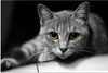 MuchoWow® Poster Katze - Tier - Makro 60x40 cm - Produktbild-Vorschau 1
