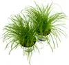 Cyperus zumula, im 12er Topf, Katzengras, Höhe ca. 20cm Produktbild-Vorschau 2