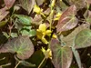 Stauden Gänge 10 x Epimedium x perralchicum 'Frohnleiten' - Produktbild-Vorschau 6