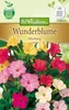 Wunderblume Mix | Blumensamen von N.L. Chrestensen Produktbild-Vorschau 1