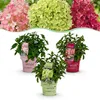 Green boutiQ - Gartenpflanze - Hydrangea panniculata Produktbild-Vorschau 1