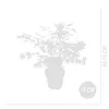 Bloomique - Acer Palmatum 'Festival' - Japanischer Ahorn - Produktbild-Vorschau 5