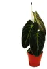 Philodendron melanochrysum - der schwarz-goldene Baumfreund Produktbild-Vorschau 1