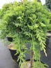 Juniperus communis Green Mantle - grüner Kriechwacholder - Produktbild-Vorschau 2