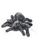 Cornelissen - Doudou - Araignée Tarantula Voir les images du produit 4