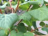 Close-up of green leaves and brown branches of a plant. Náhled obrázku produktu