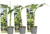 Bananenpflanze - 3 Stk - Musa basjoo - Höhe 25-40cm - ⌀9cm Produktbild-Vorschau 1
