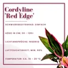 Terrarium Pflanze Cordyline red edge Paludarium Regenwald Produktbild-Vorschau 2
