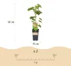 Green boutiQ - Obstpflanze - Vitis vinifera Himrod - Produktbild-Vorschau 3