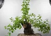 SAFLAX - skalní třešeň - Prunus mahaleb - 30 Semena Náhled obrázku produktu 4