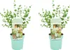 Bloomique - 2er-Set - Eucalyptus Parvifolia - Produktbild-Vorschau 1