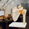 Anatomie Skelett Modell Menschliche Schultermodell Anatomie Produktbild-Vorschau 6
