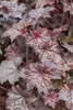 Purpurglöckchen Palace Purple, im Topf - Heuchera Produktbild-Vorschau 1