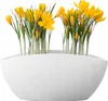 A white planter filled with yellow crocuses. Podgląd zdjęcia produktu