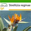 SAFLAX - květ rajky (reginae) - Strelitzia reginae - 5 Náhled obrázku produktu 9
