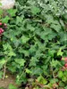Hedera helix 'Plattensee', Efeu, immergrün, 40–60 cm Produktbild-Vorschau 3