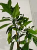 Citrus sinensis 'Navelina', Navelorange, 3-Liter-Topf Produktbild-Vorschau 4