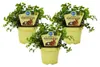 3er-Set Futterpflanzen für Haustiere – Callisia repens – Produktbild-Vorschau 1