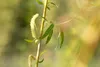 Salix alba 'Tristis', Trauerweide, gelbgrün, 100–150 cm Produktbild-Vorschau 5