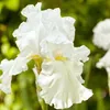 6 x kosatec  - Iris germanica 'Immortality'  | Květináč 9 Náhled obrázku produktu 1
