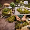 Lappenmoos im Pflanzenglas, als Tischdeko und im Miniaturgarten Produktbild-Vorschau