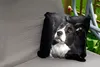 MuchoWow® Outdoor Kissen - Porträt eines Border Collie - Produktbild-Vorschau 2