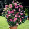 Bloomique - Mandevilla Sundaville - Jaśmin chilijski - Podgląd zdjęcia produktu 2