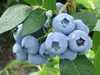 PLANTON B Mehrkomponentendünger für Heidelbeeren und andere Produktbild-Vorschau 8
