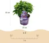 Ortensia Forever & Ever – Viola – 2 piante – Hydrangea Anteprima dell’immagine prodotto 3
