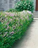 Syringa meyeri 'Palibin', Zwergflieder, lila, 60–80 cm Produktbild-Vorschau 14
