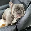 Autostoel voor hond DOGESTE – transportbox en hondenmand Productafbeelding-voorbeeld 8