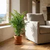 Chamaedorea elegans, detta anche "palma da montagna", Anteprima dell’immagine prodotto 3