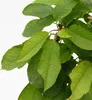 A close-up view of green leaves on a plant stem. Náhled obrázku produktu