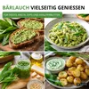 Bärlauch Waldknoblauch Samen - Allium ursinum - Produktbild-Vorschau 9