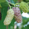 Weiße Maulbeere, süße Früchte, schnellwachsend, im Produktbild-Vorschau 1