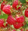 Dornenlose Himbeerstrauch ´GLEN AMPLE®´ 30-40 cm, Cont. 1 l Produktbild-Vorschau 6